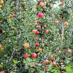 Stĺpovitá jabloň (Malus domestica) ´DELEGRINA´ - výška 50-70 cm, kont. C3.5L
